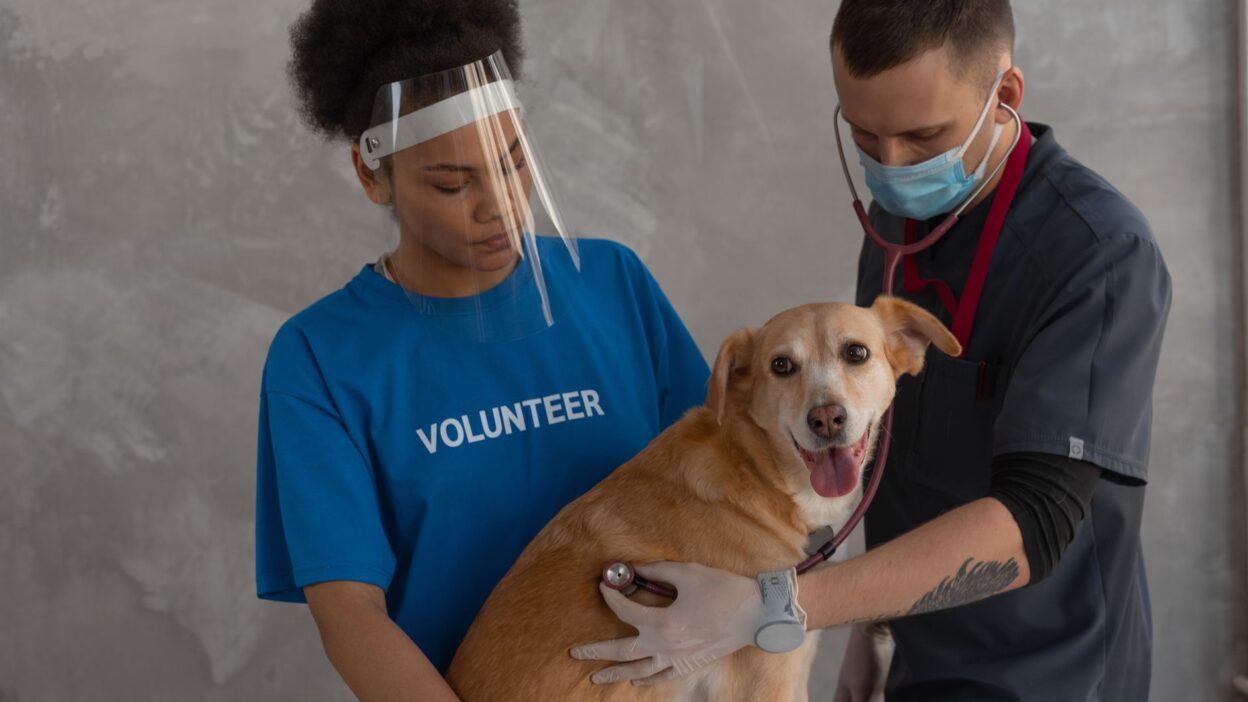pet health 7469228