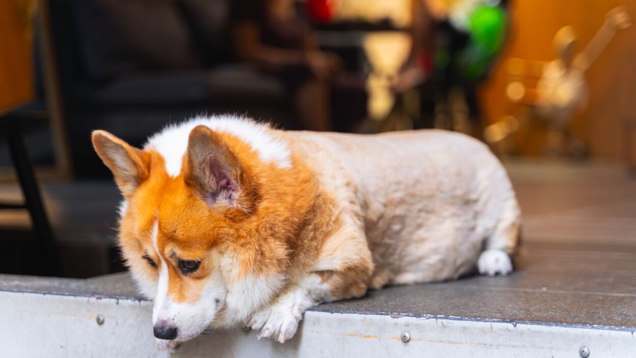 pet weight 33370632