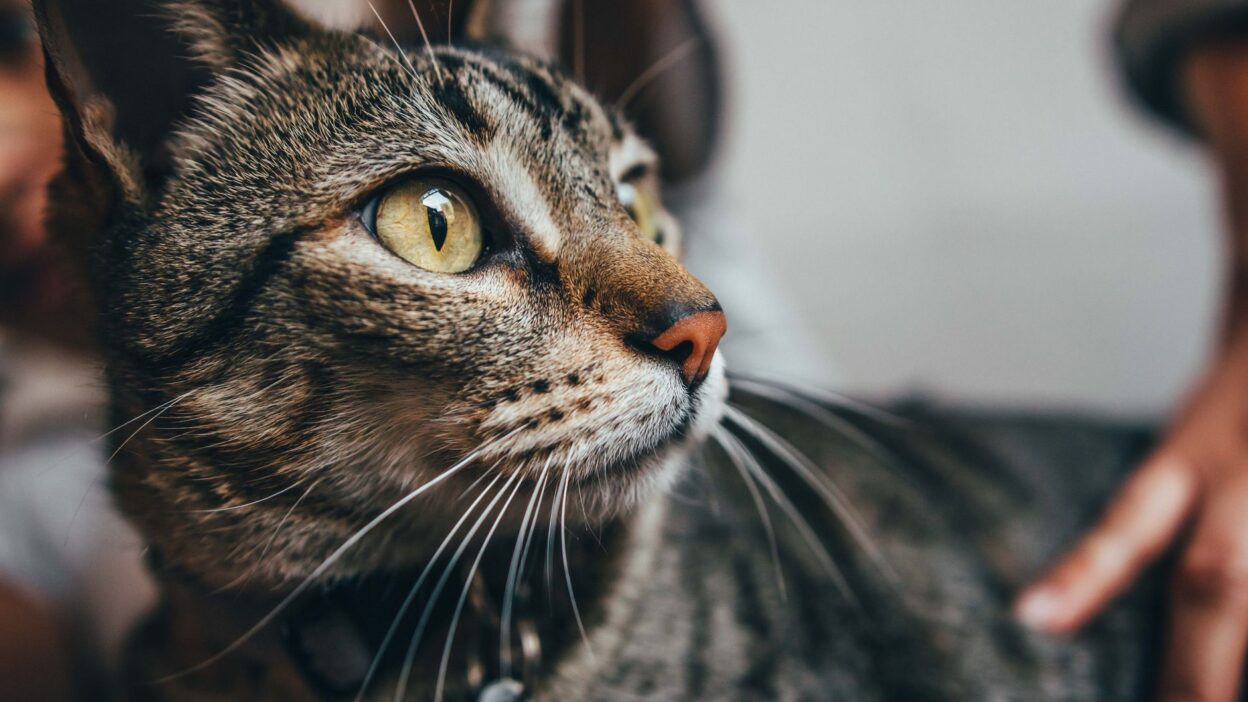 cat grooming 11447573