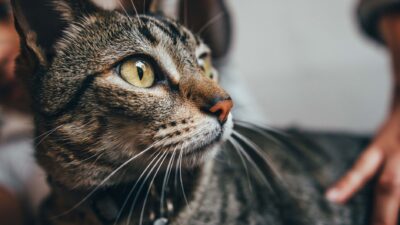 cat grooming 11447573