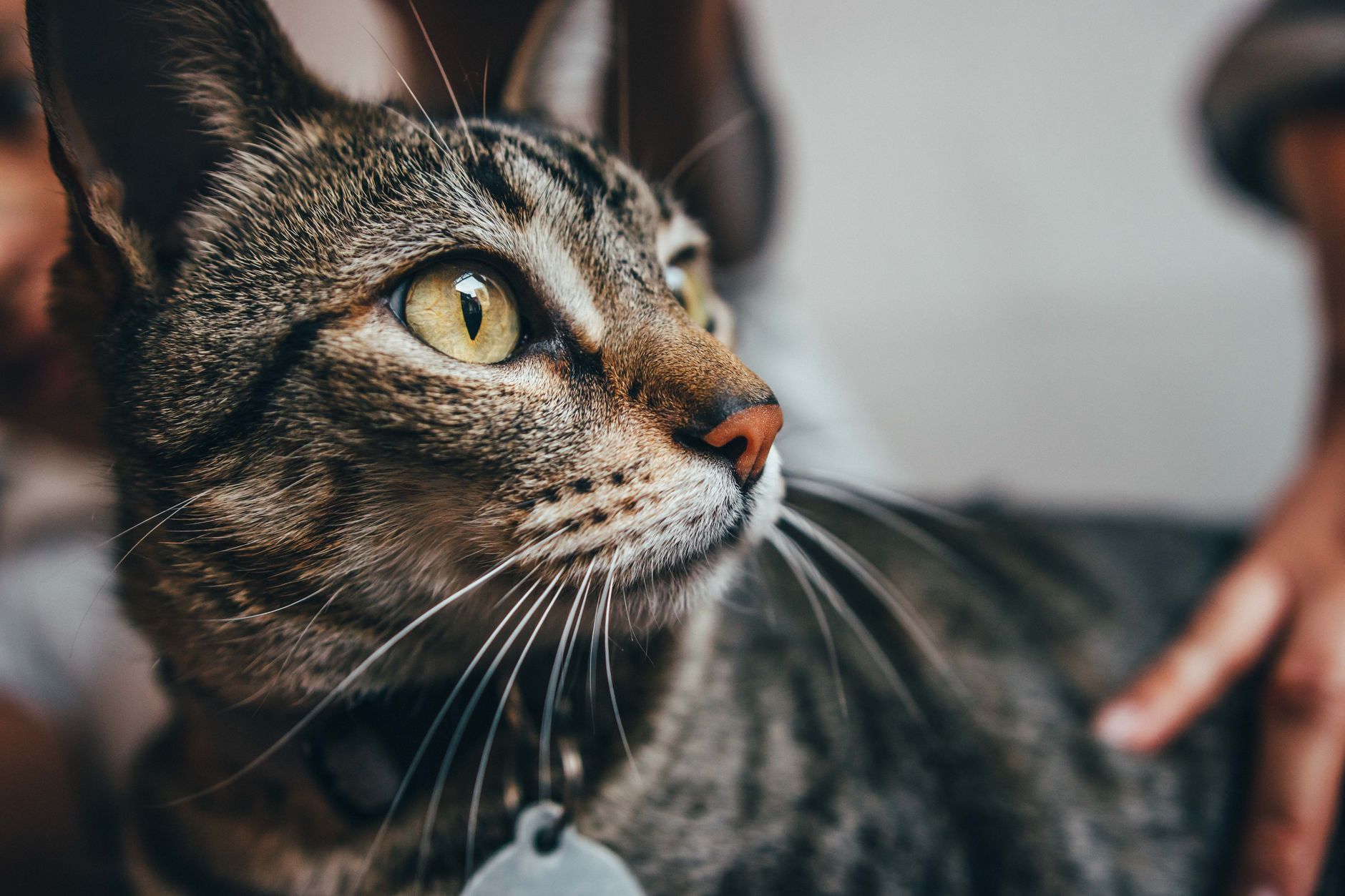 Kedi Tüy Bakımı ve Tarama Önerileri
