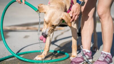 dog drinking water 11628540