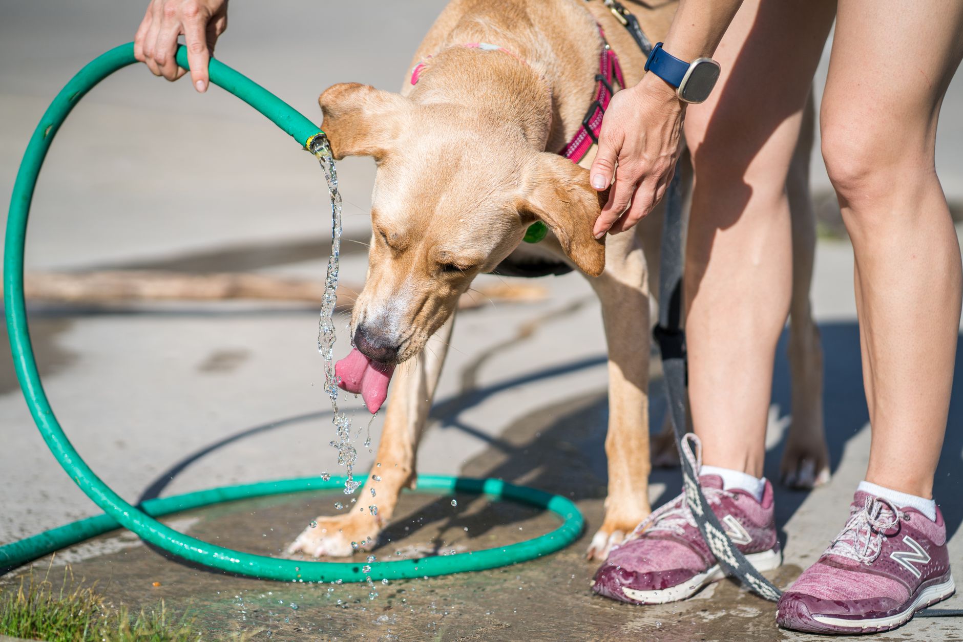 Köpeğim Neden Çok Su İçiyor? Olası Nedenler