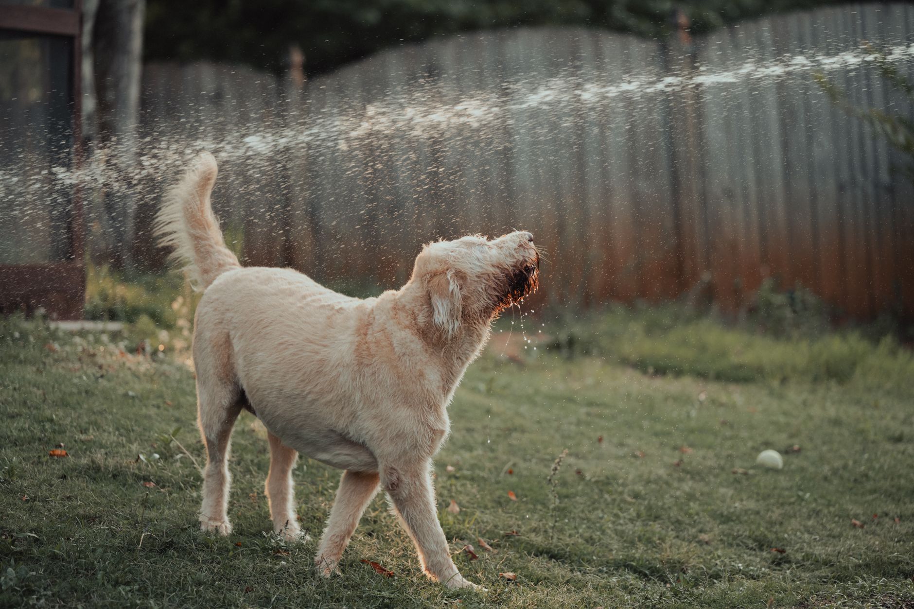 Köpeğim Neden Çok Su İçiyor? Olası Nedenler