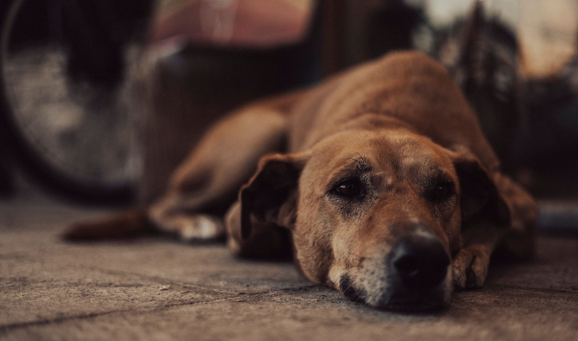 Köpeğiniz Halsizse: Basit mi, Yoksa Tehlikeli mi?