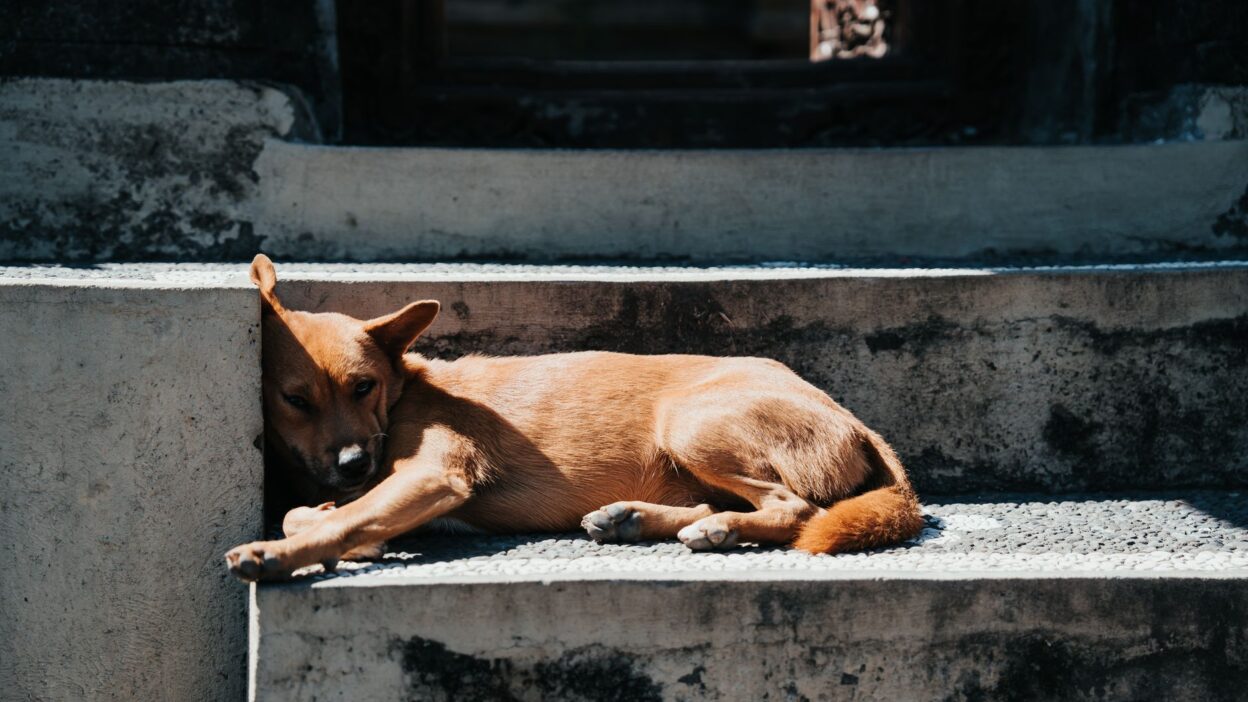 dog lethargy 27785471