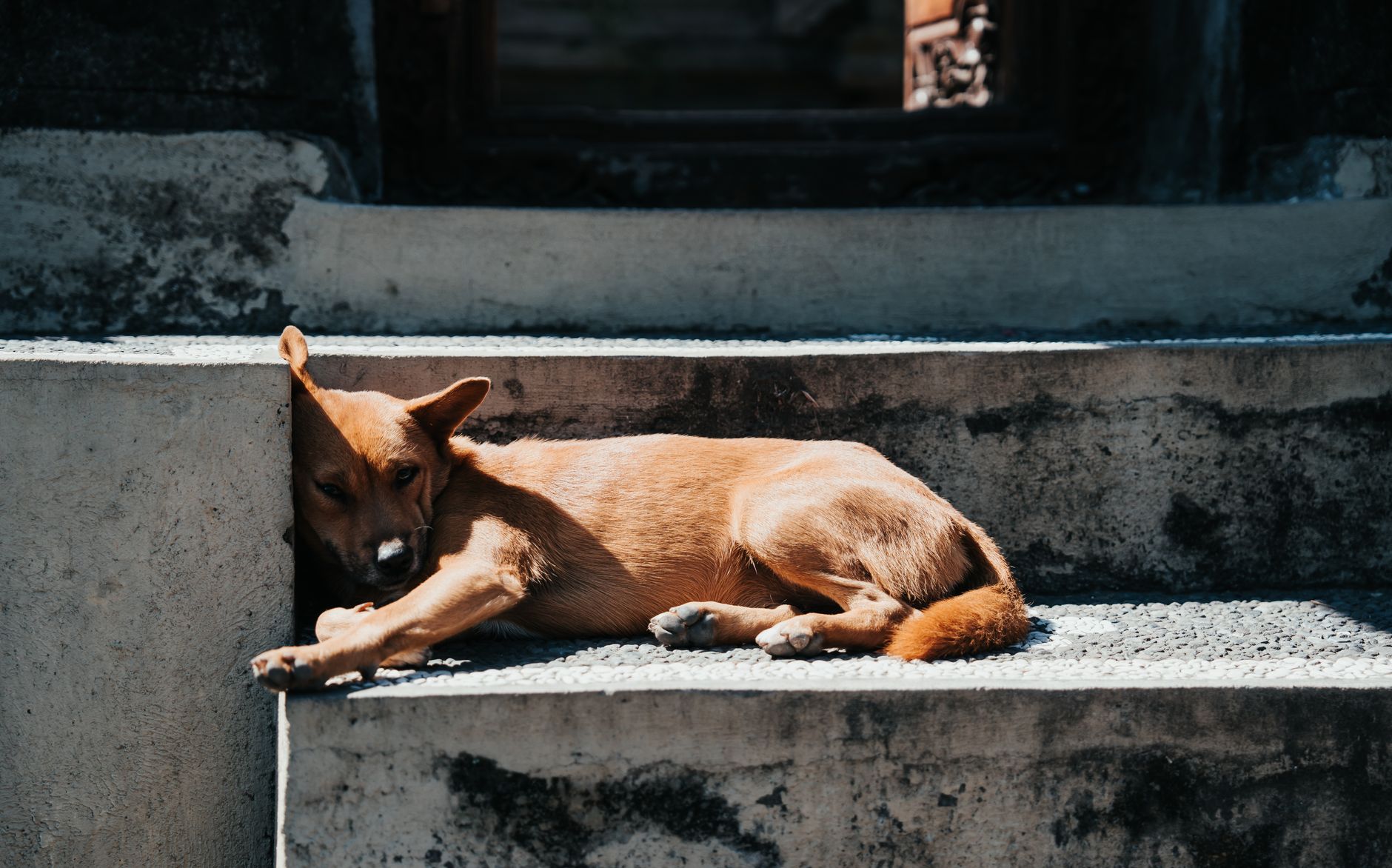 Köpeğiniz Halsizse: Basit mi, Yoksa Tehlikeli mi?