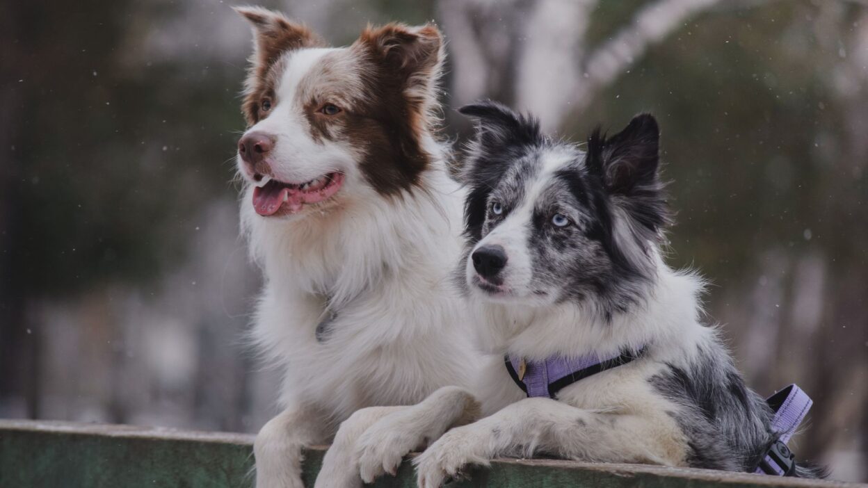dog lifespan 30337469