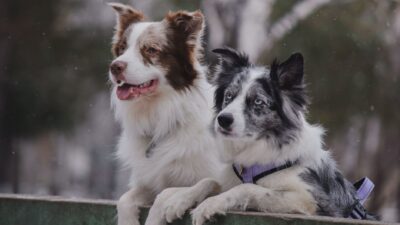 dog lifespan 30337469