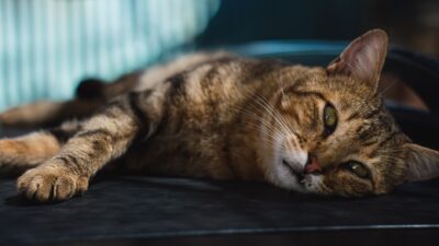 dog pain cat 14098584