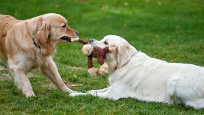 dog socialization 14084428