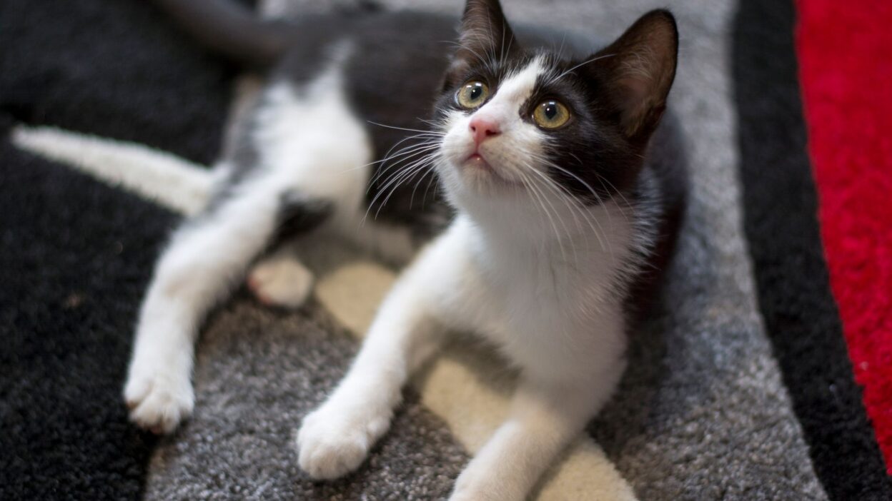 kitten feeding 18113521