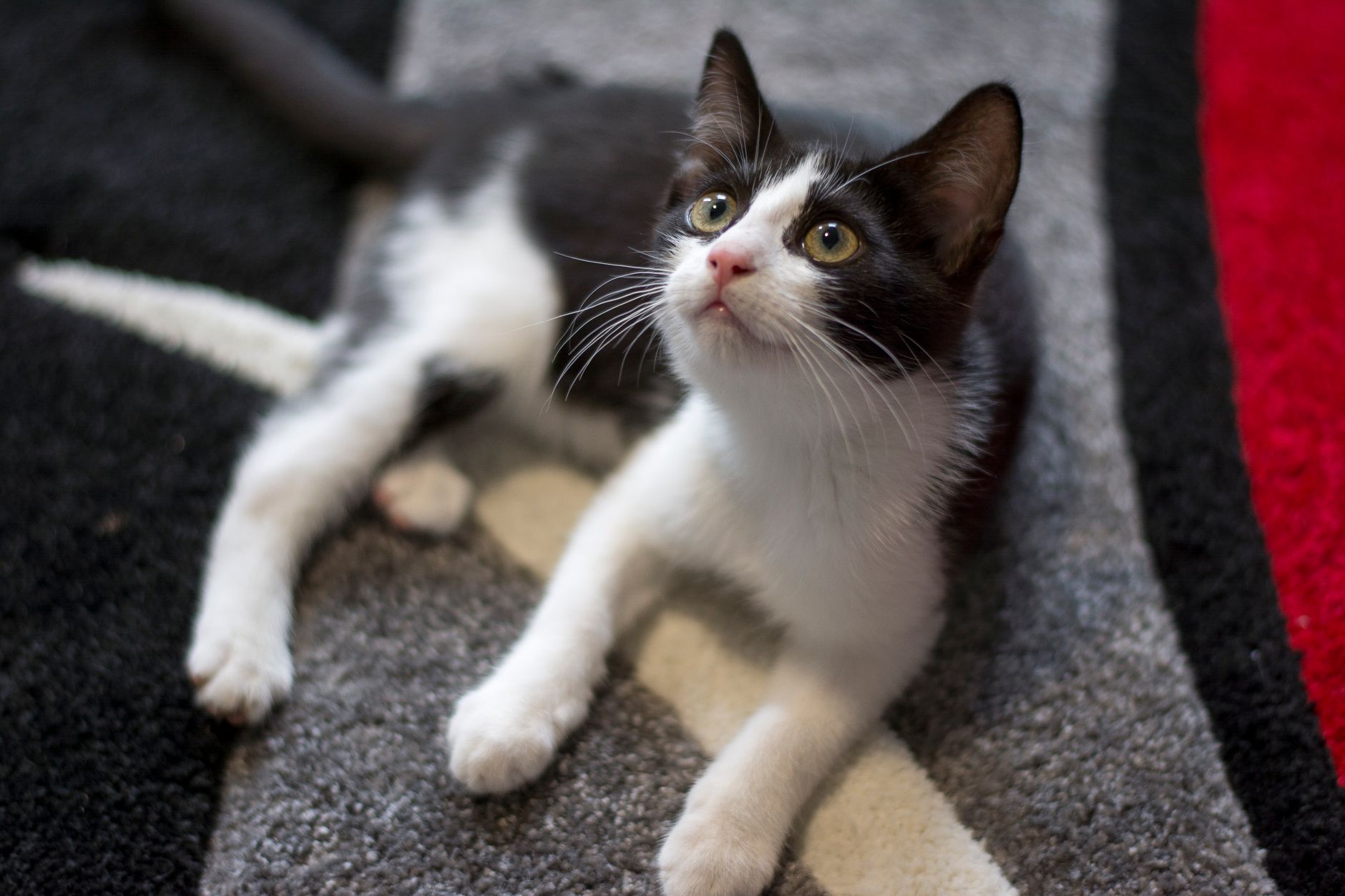 Yavru Kedi Bakımı: Anne Sütünden Mama Geçişi