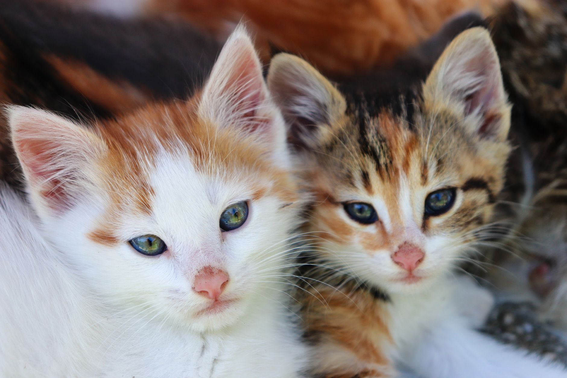 Yavru Kedi Bakımı: Anne Sütünden Mama Geçişi