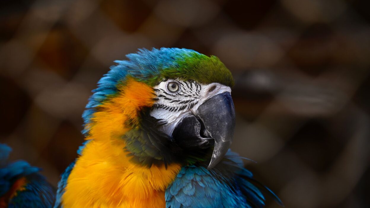 parrot feathers 30947128