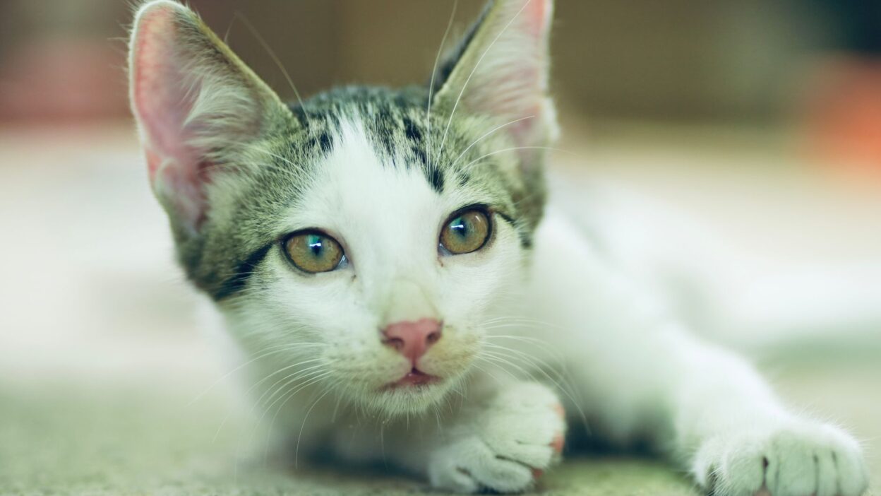 pet ear infection 34149159