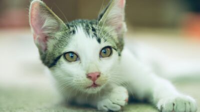 pet ear infection 34149159