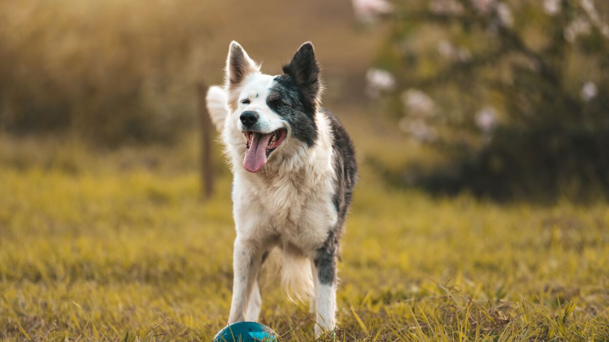 pet health 17655227