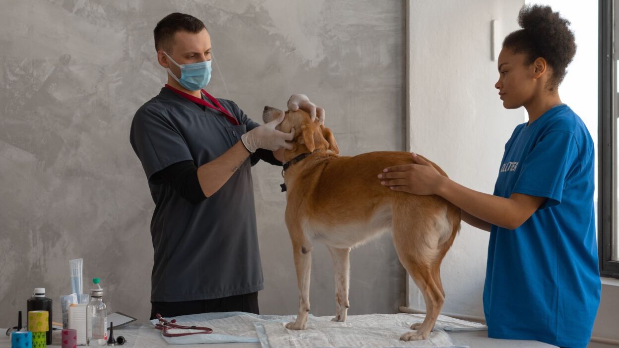 spay neuter pet 7470754
