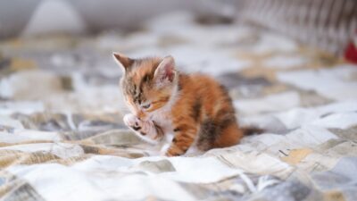 cat hairball 32595481