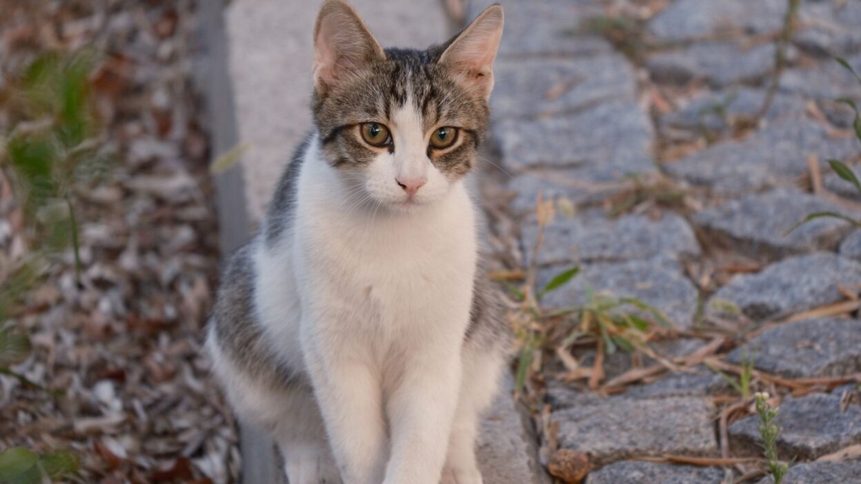 cat urinary infection 28750217