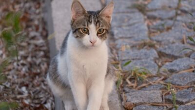 cat urinary infection 28750217