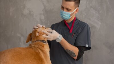 dog dental 7468978