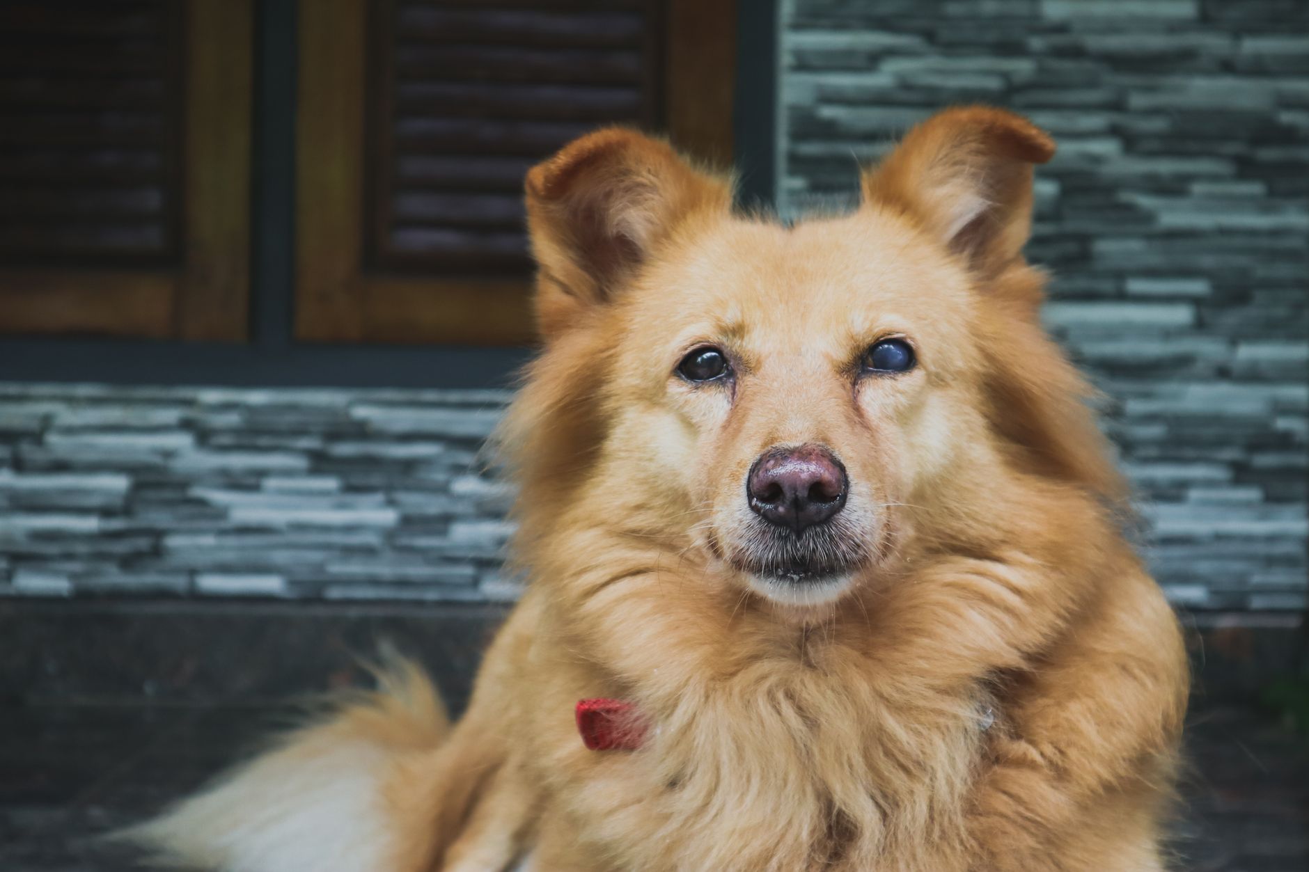 Köpek ve Kedilerde Göz Akıntısı Neden Olur?