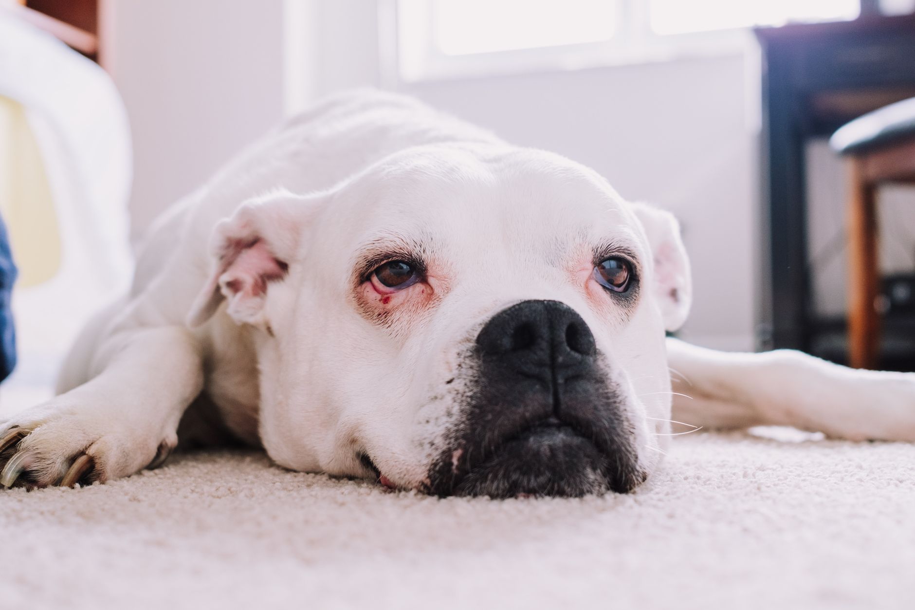 Köpek ve Kedilerde Göz Akıntısı Neden Olur?