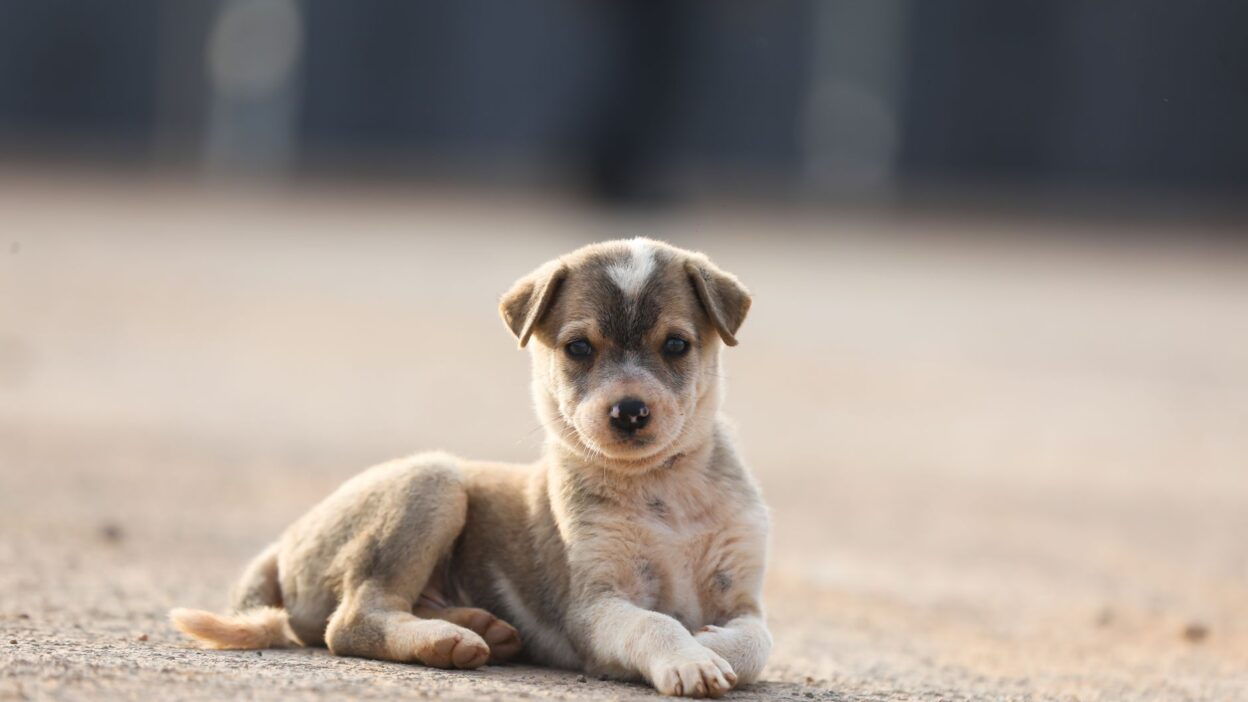 dog fracture 39759384