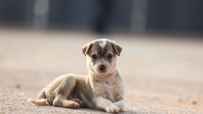 dog fracture 39759384