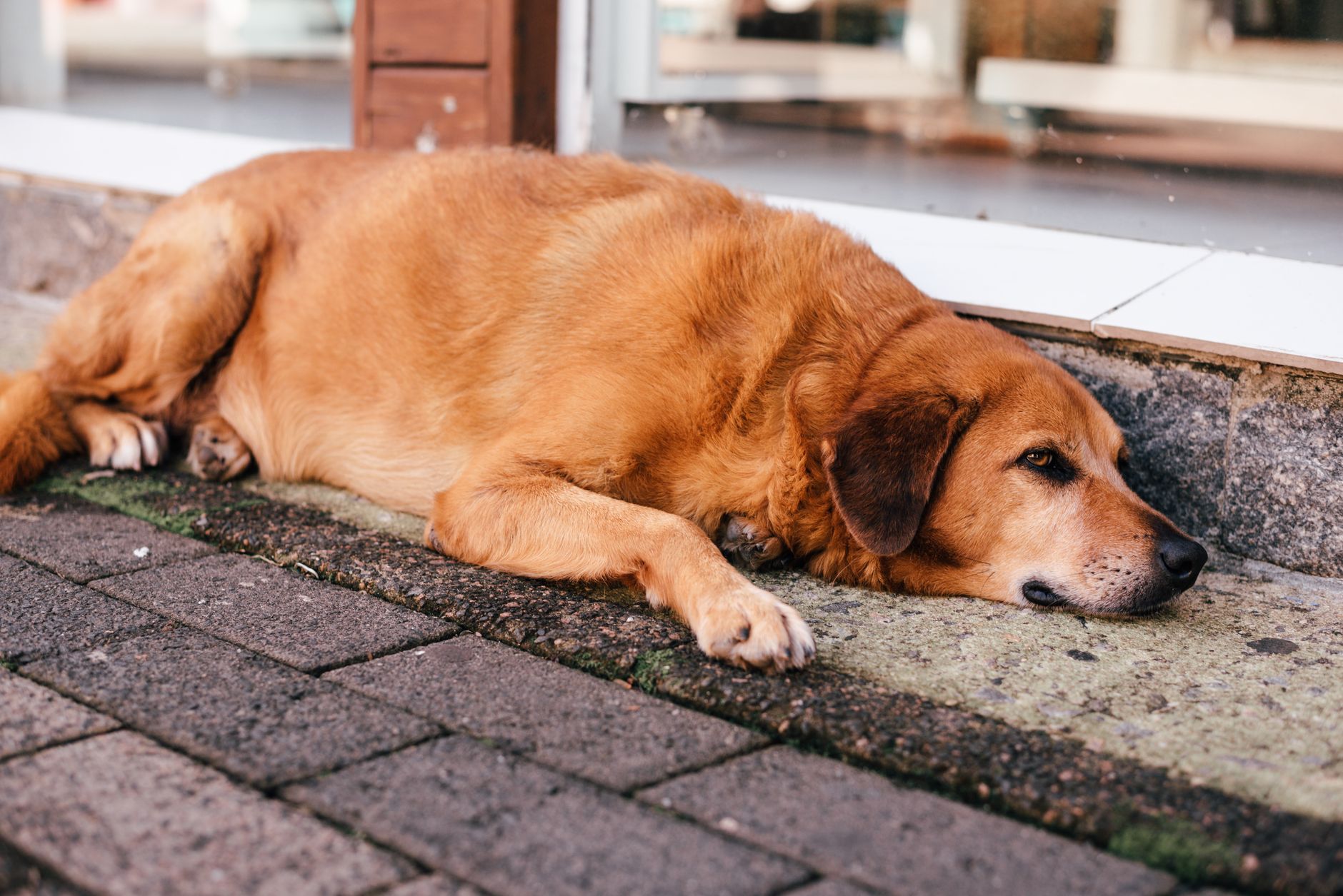 Köpeklerde Kalp Hastalığı Belirtileri Nelerdir?