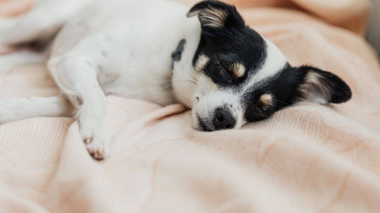 dog heart disease 5420821