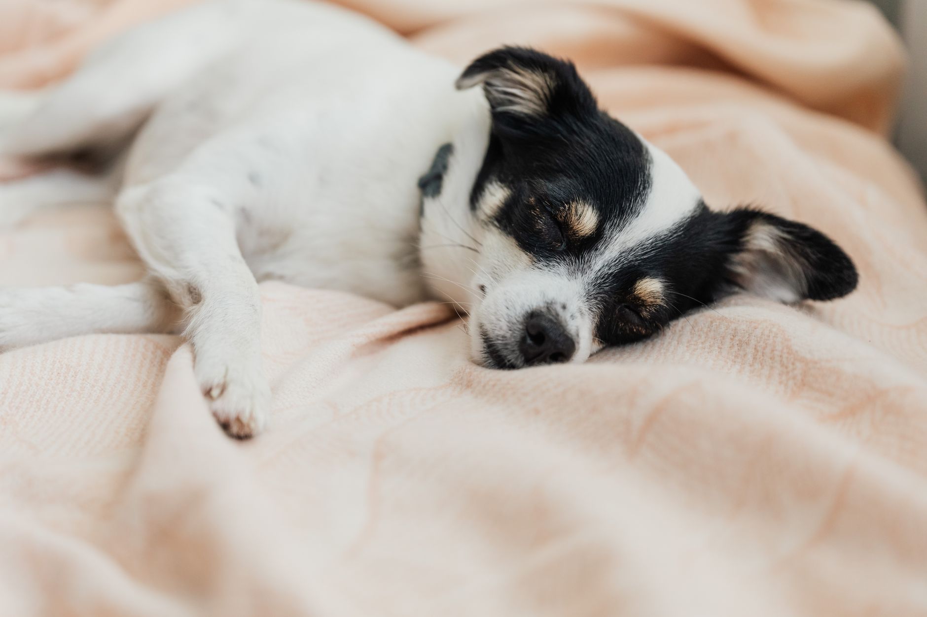 Köpeklerde Kalp Hastalığı Belirtileri Nelerdir?