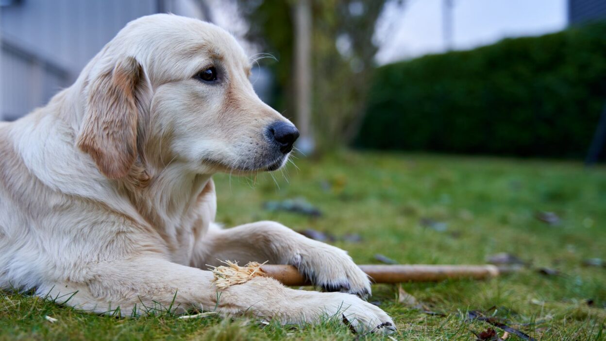 dog rabies vaccine 8842193