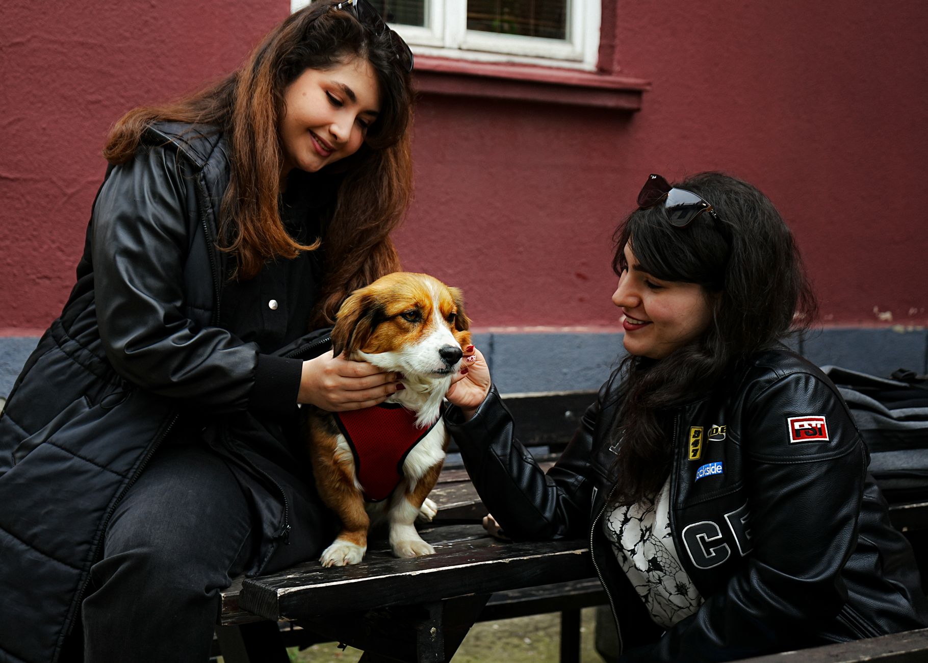 Köpeklerde Sosyalleşmenin Önemi