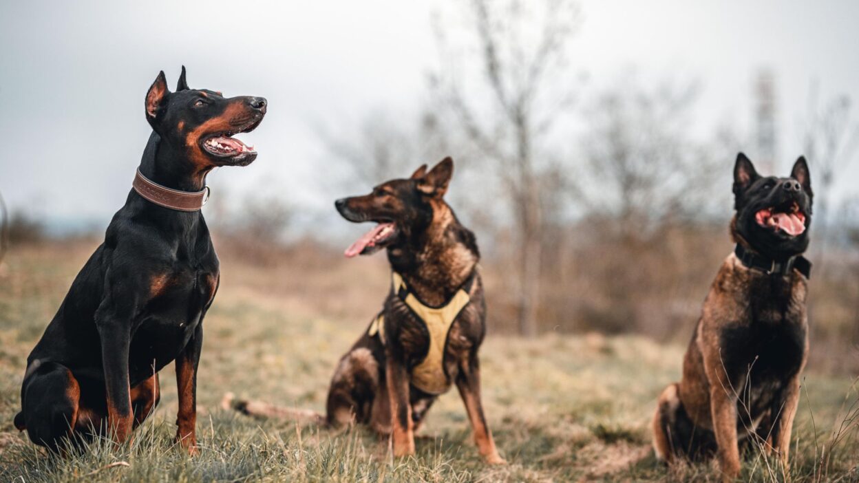 dog socialization 7473294