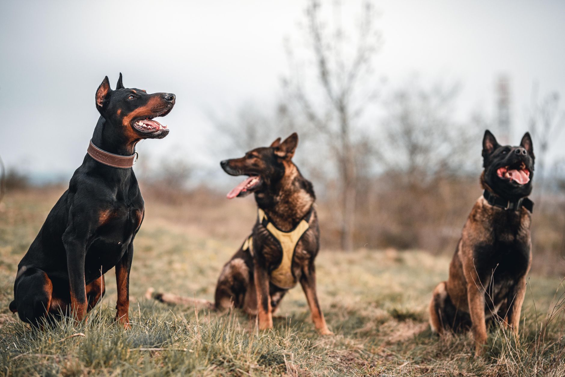 Köpeklerde Sosyalleşmenin Önemi