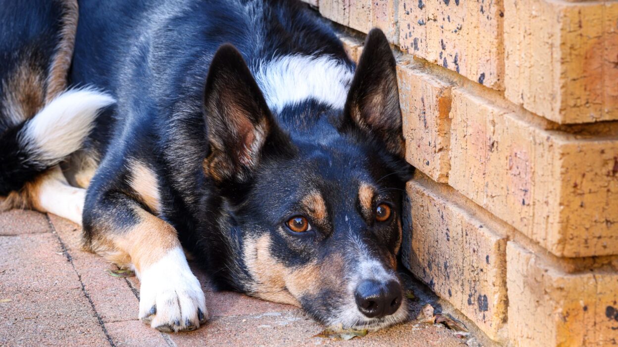 dog vomiting 32169490
