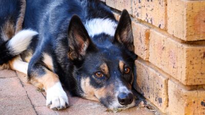 dog vomiting 32169490