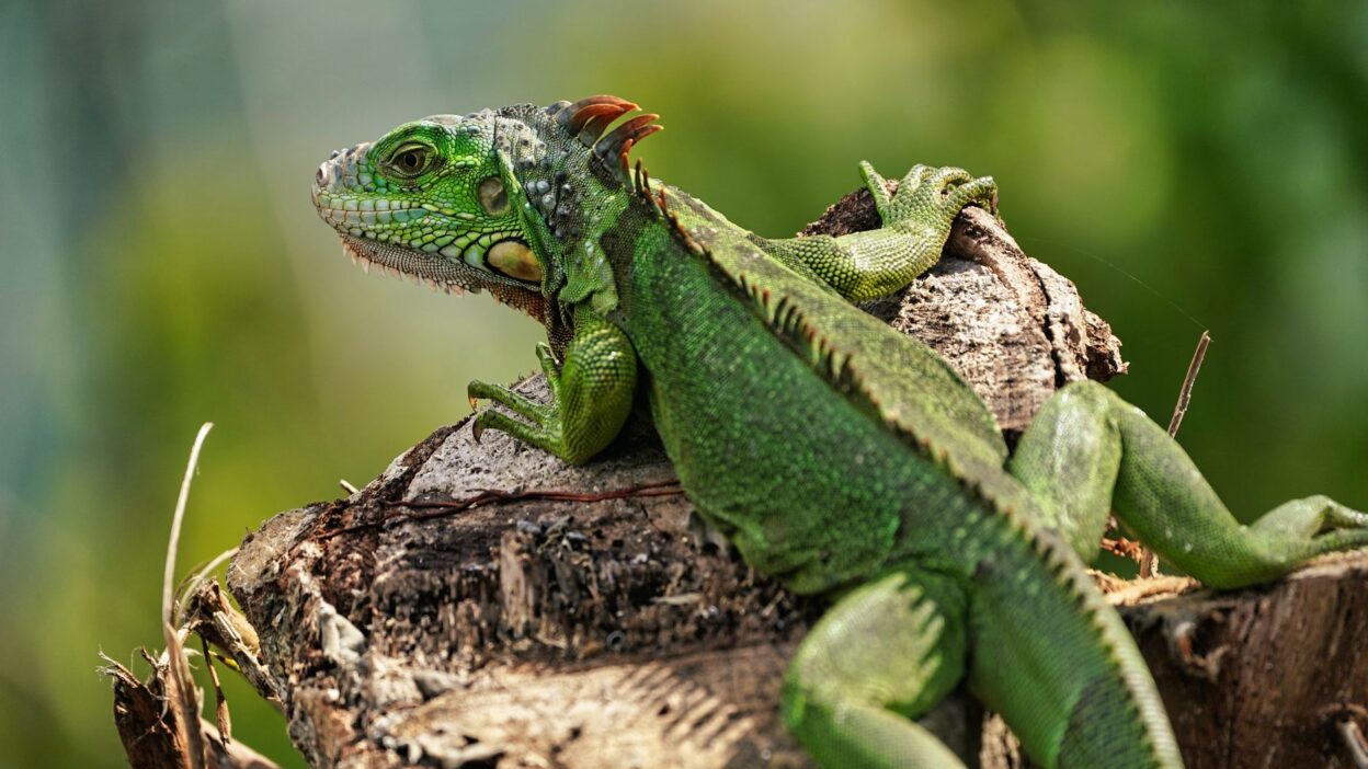 exotic veterinarian 11521883