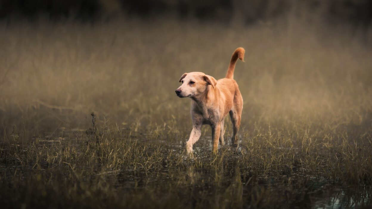 fungal infection dog 35080143