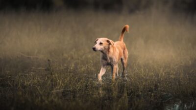 fungal infection dog 35080143
