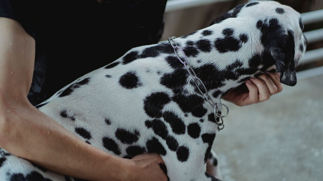 pet bleeding 5482885