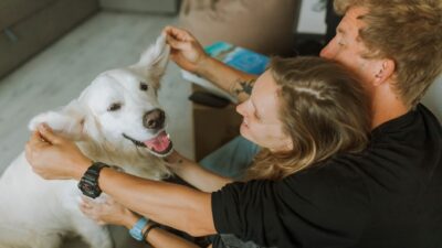 pet insurance 5495141