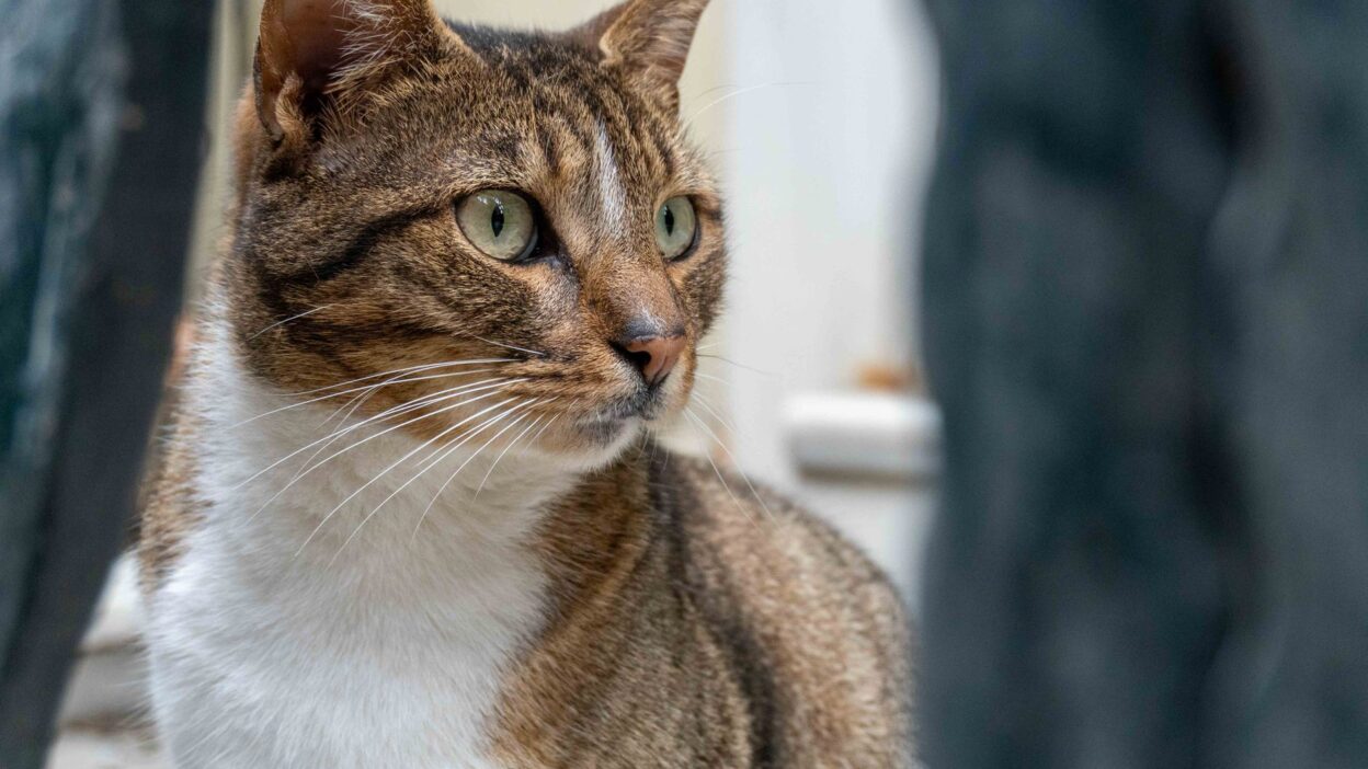 pet microchip 30435978