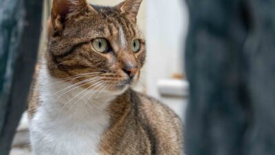 pet microchip 30435978