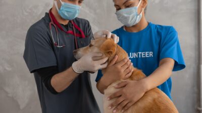 pet vaccination 7469222