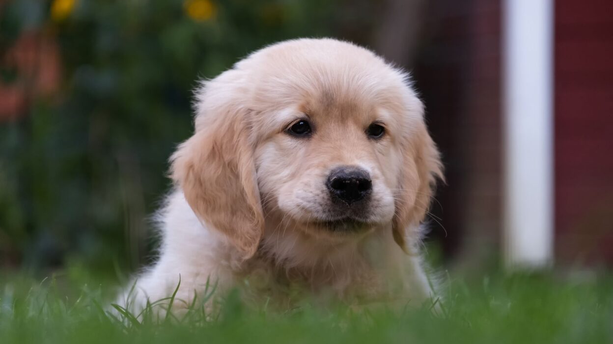 puppy training 12475794