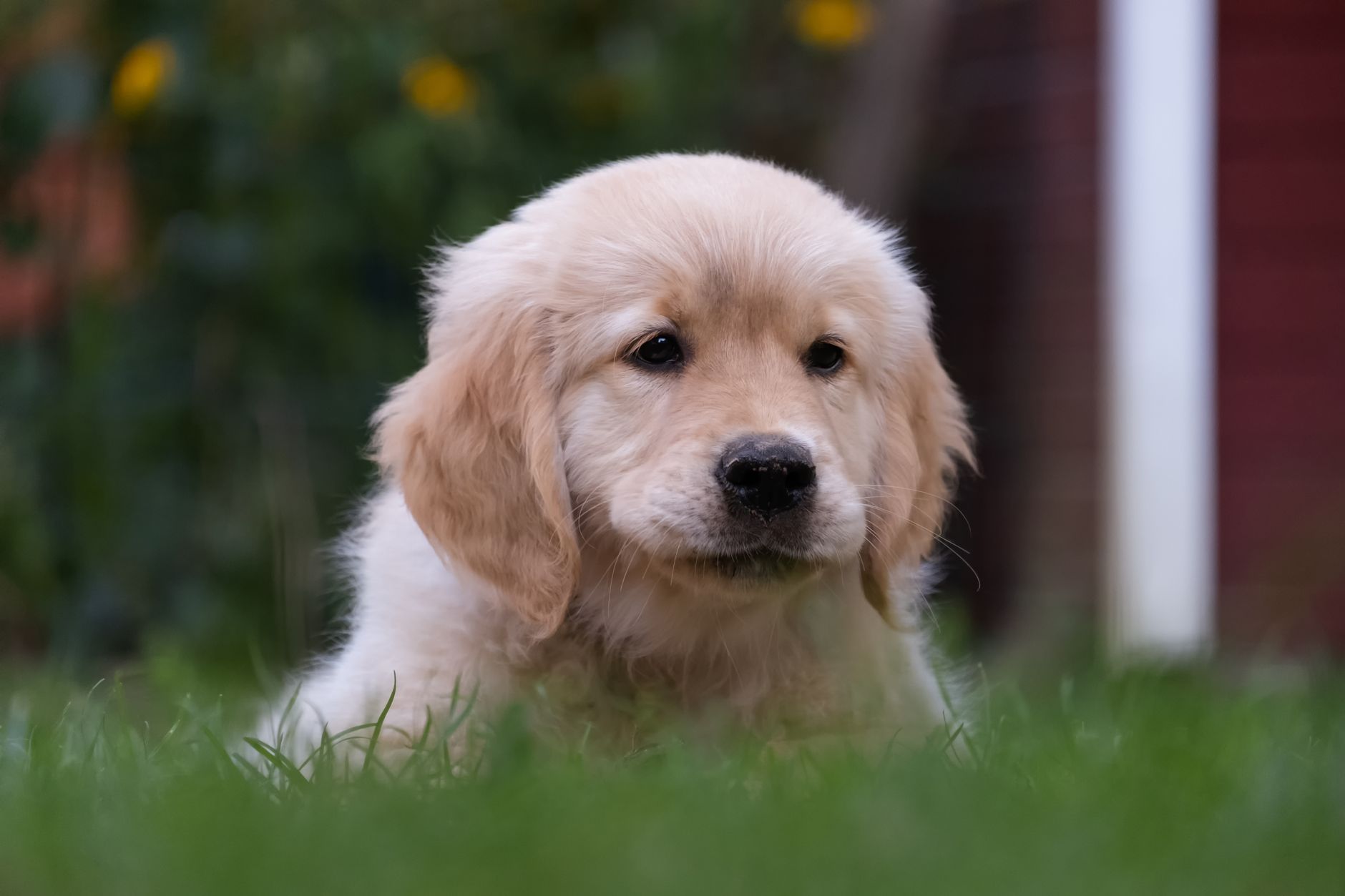 Yavru Köpek Tuvalet Eğitimi Adım Adım